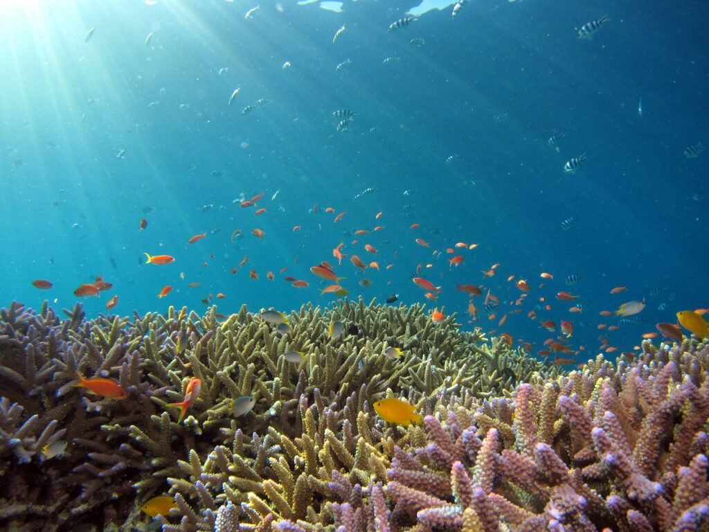 Scuba diver exploring colourful coral reefs in Sharm El Sheikh Red Sea Egypt