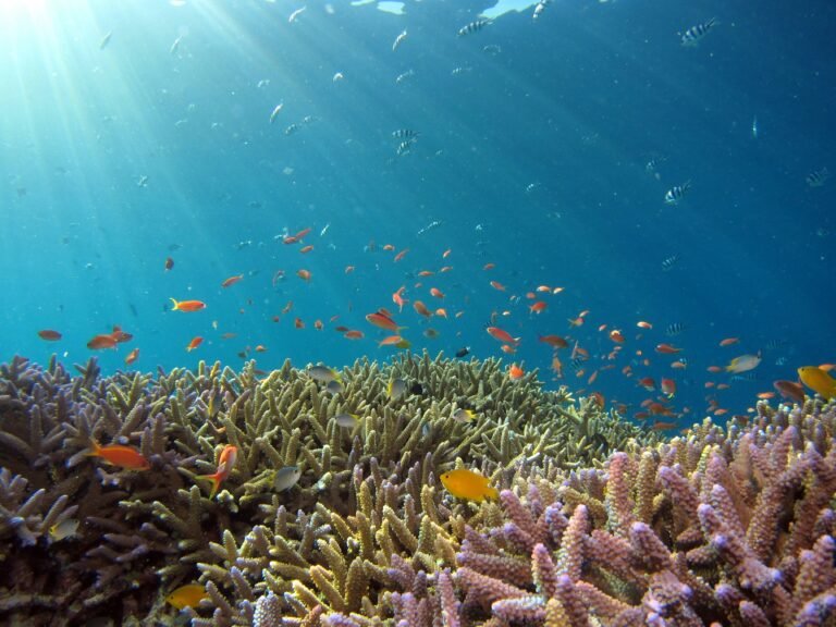 Scuba diver exploring colourful coral reefs in Sharm El Sheikh Red Sea Egypt