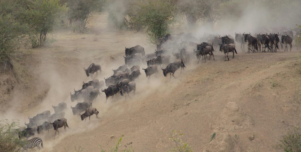 Thousands of wildebeest crossing the Serengeti during the Great Wildebeest Migration in East Africa