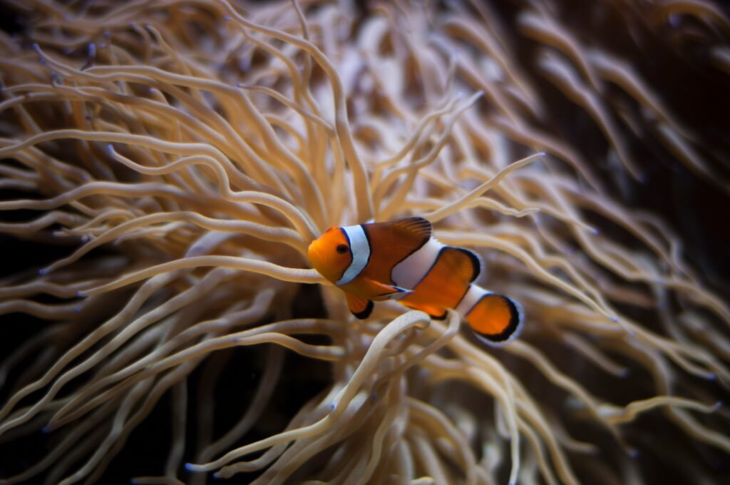 Scuba diver exploring colourful coral reef in Sharm El Sheikh Red Sea Egypt